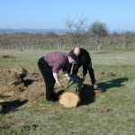 Kirschbaumstamm bereit zum Abtransport Kirschbaumstamm bereit zum Abtransport